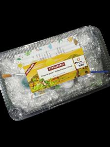 Kit Pintura de Gesso Kids DINOSSAUROS / Coleção Mini / aniversário / diversão / lembrancinhas